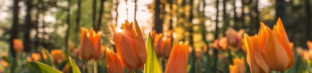 Beautiful tulips in the evening light.