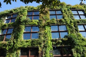 Biophilic offices enhance workplace experience and enforce sustainability management