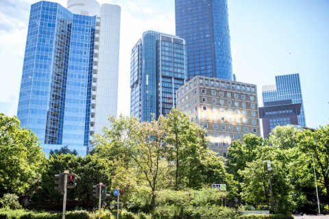 Tall buildings in the back of a row of trees.