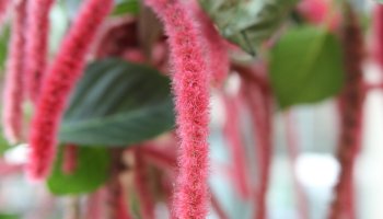 Plants in sustainable workspace