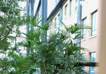 Biophilic workspace with plants and palm trees